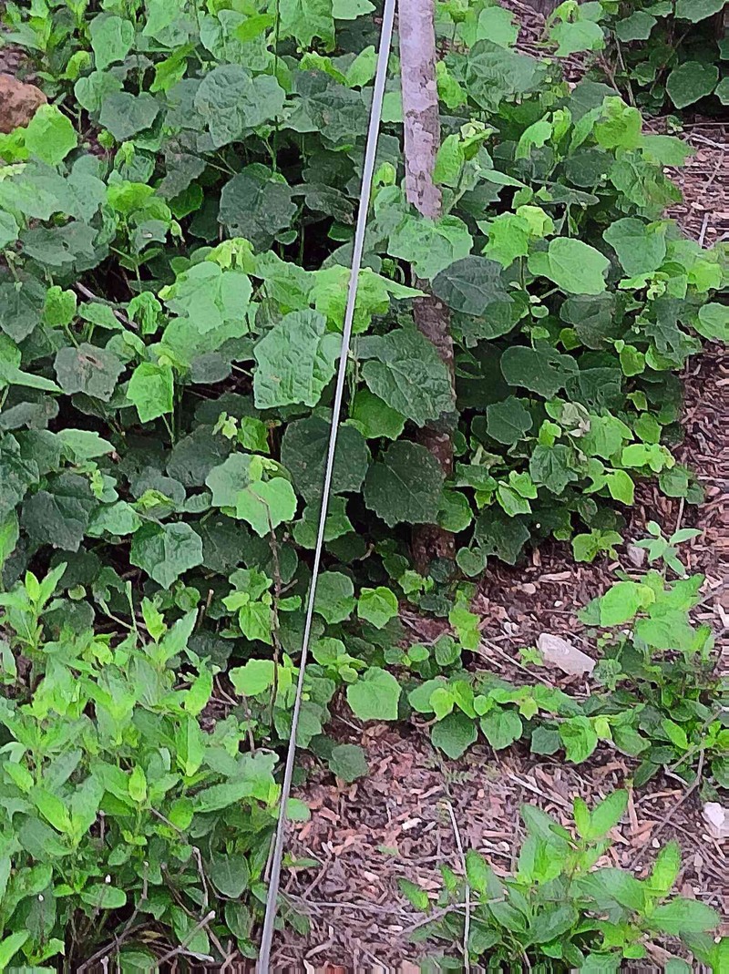 Malvaviscus arboreus var. drummondii photo 5