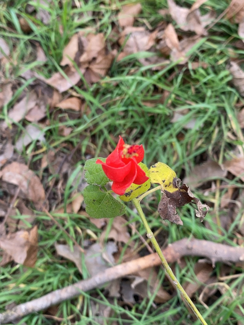 Malvaviscus arboreus var. drummondii photo 6