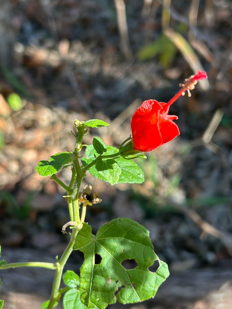 Malvaviscus arboreus var. drummondii photo 7