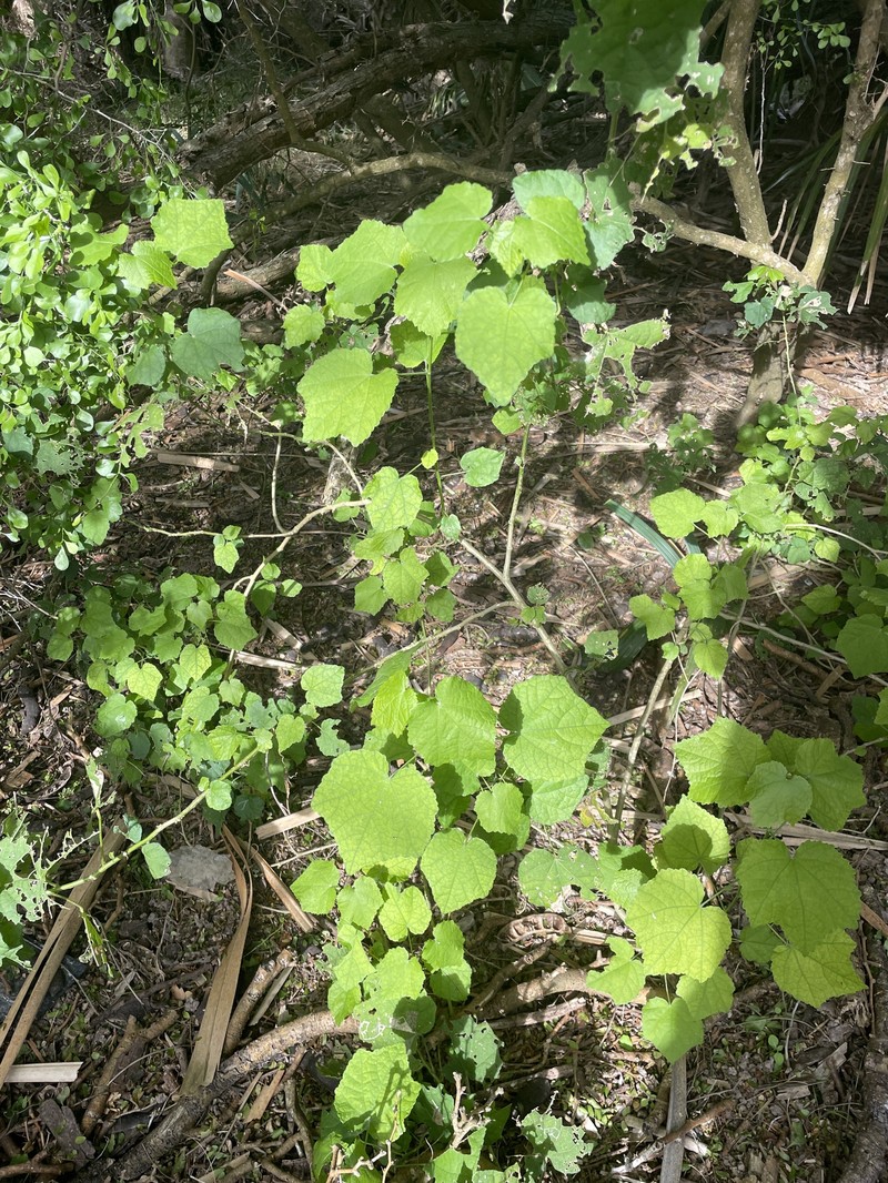 Malvaviscus arboreus var. drummondii photo 8