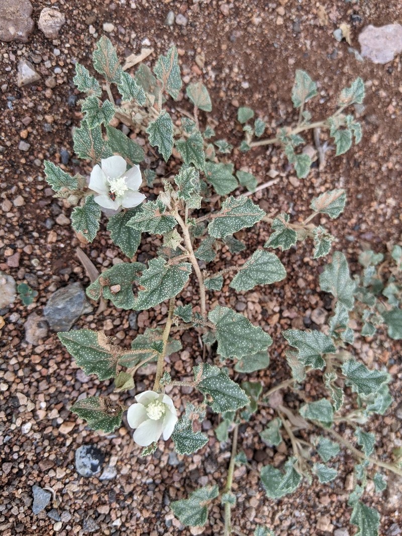 Scurfymallow