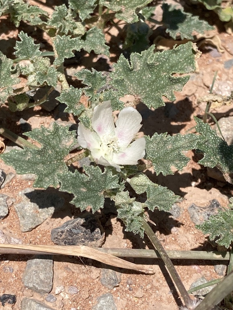 Scurfymallow photo 2