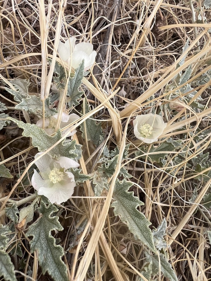 Scurfymallow photo 3