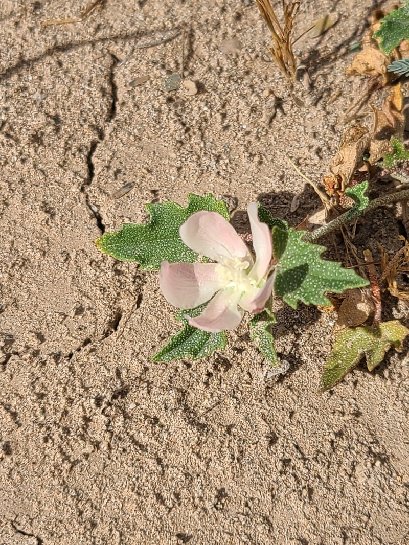 Scurfymallow photo 4