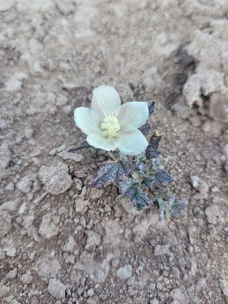 Scurfymallow photo 5
