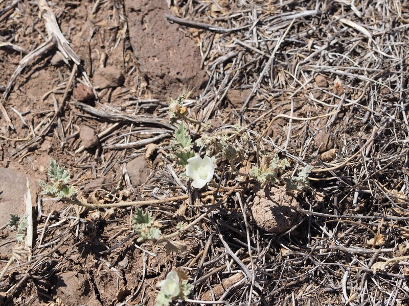 Scurfymallow photo 7