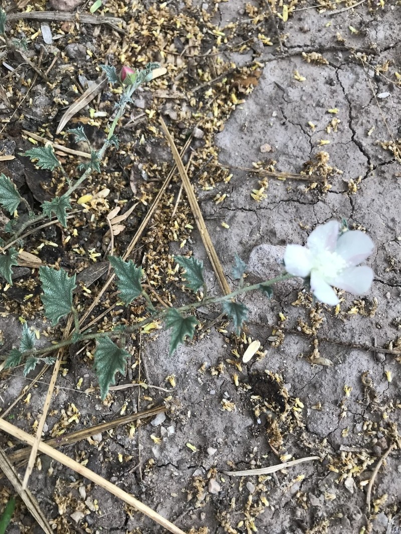 Scurfymallow photo 8