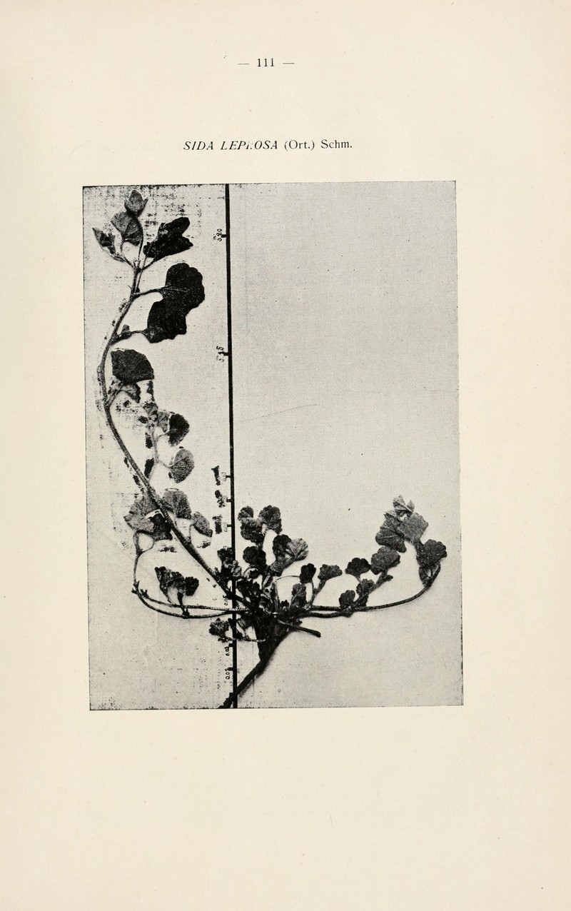 Alkali Mallow photo 3