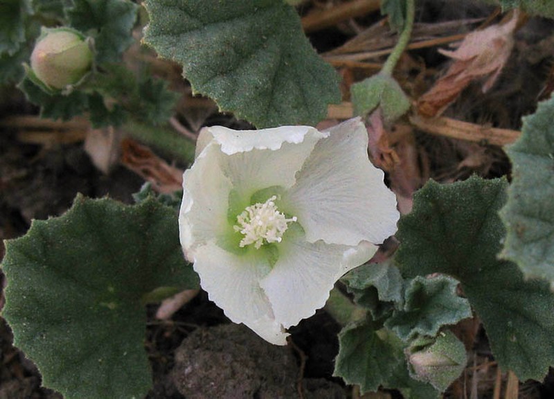 Alkali Mallow