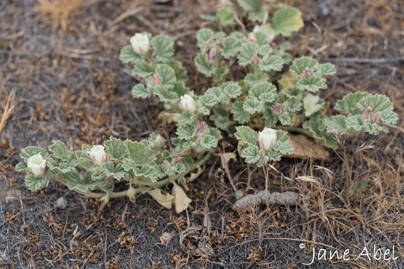 Alkali Mallow photo 3