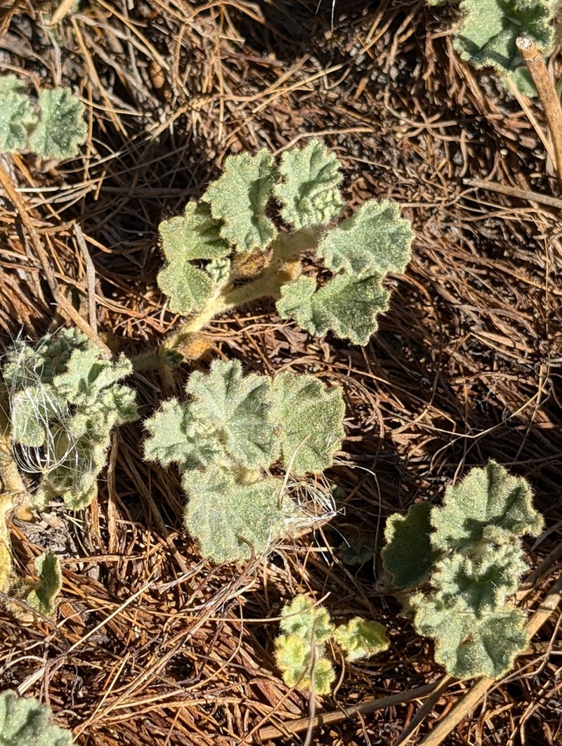 Alkali Mallow photo 4