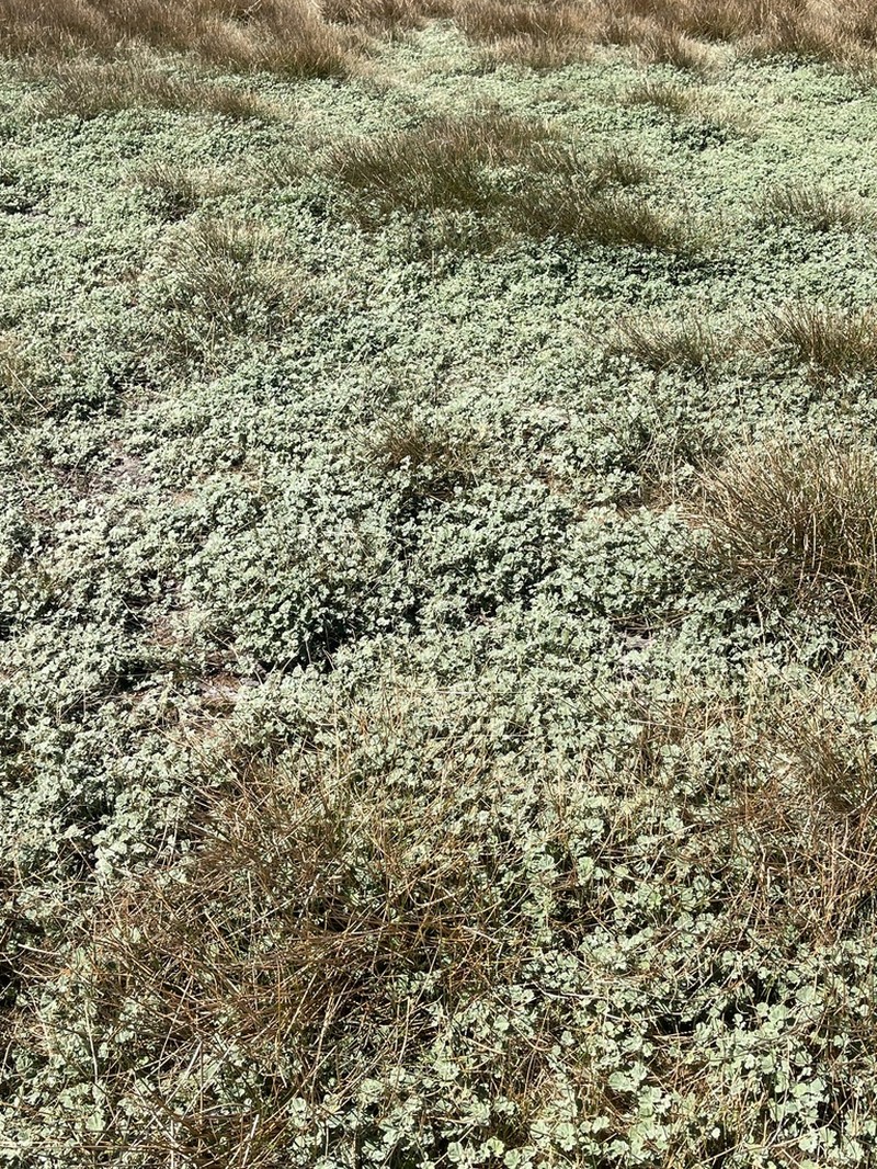 Alkali Mallow photo 5