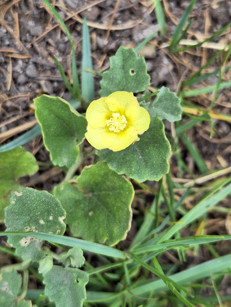 Alkali Mallow photo 6