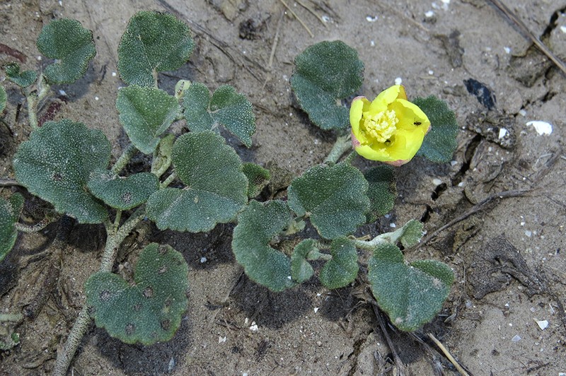 Alkali Mallow photo 7