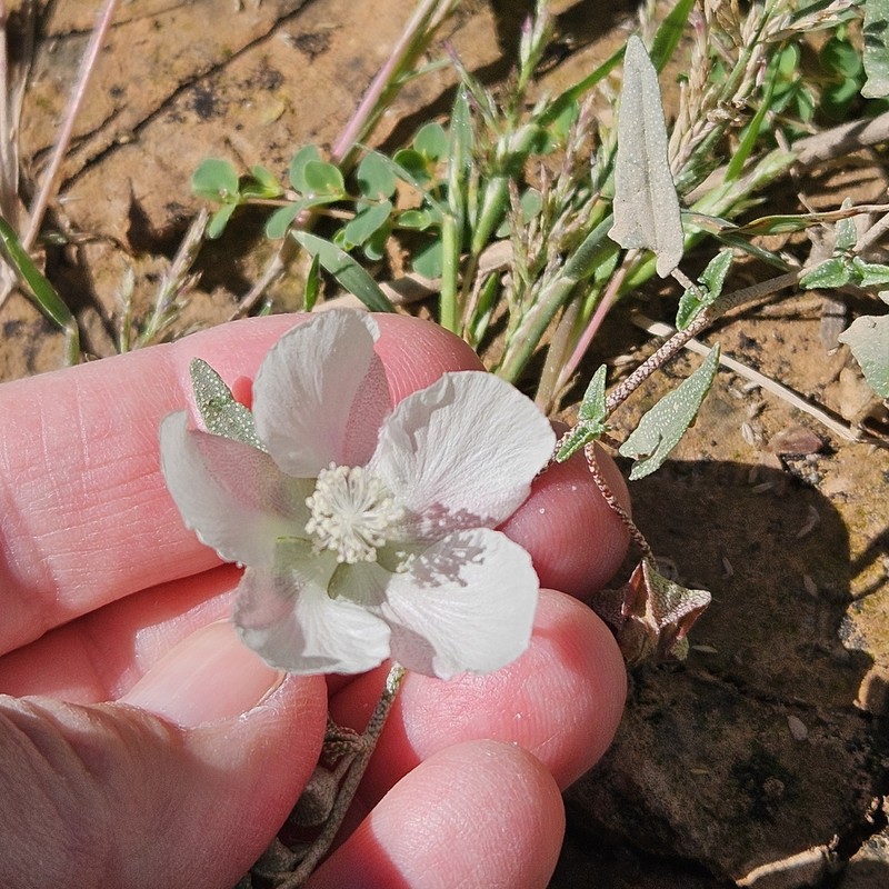 Arrowleaf Mallow