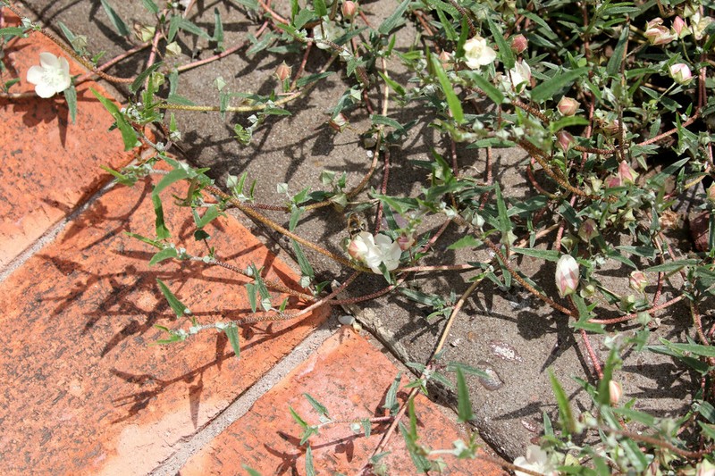 Arrowleaf Mallow photo 2