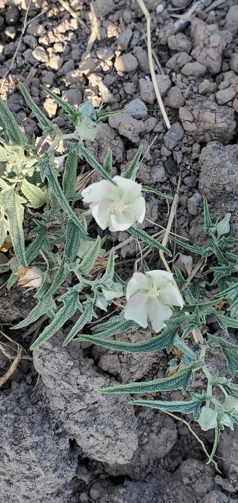 Arrowleaf Mallow photo 3