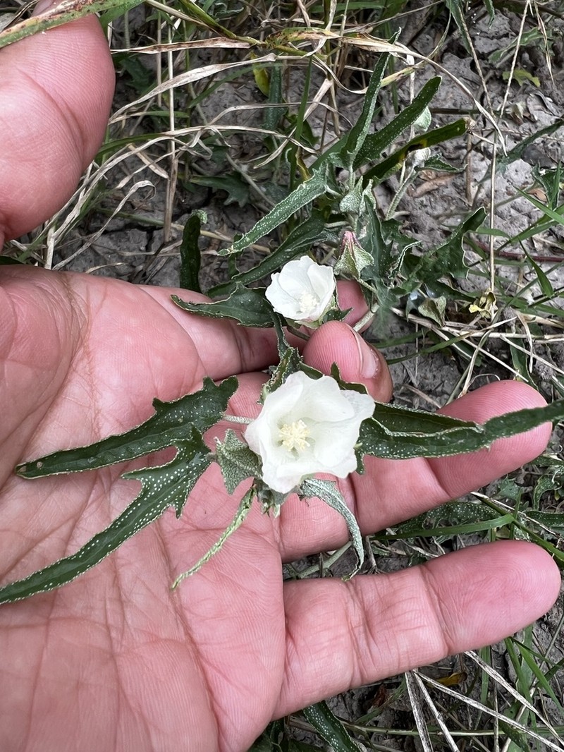 Arrowleaf Mallow photo 4