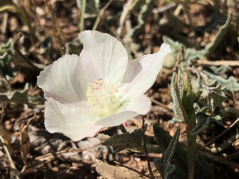 Arrowleaf Mallow photo 5