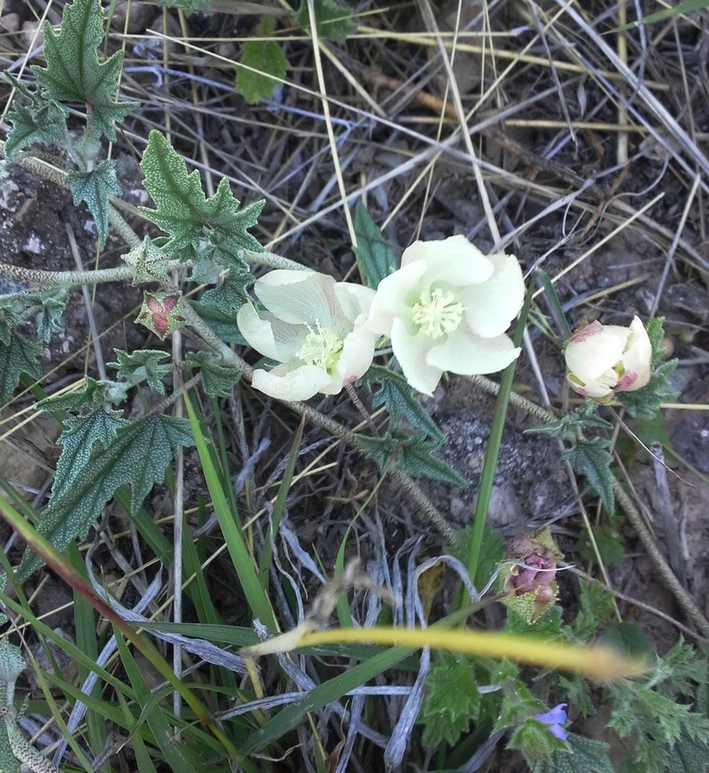 Arrowleaf Mallow photo 6