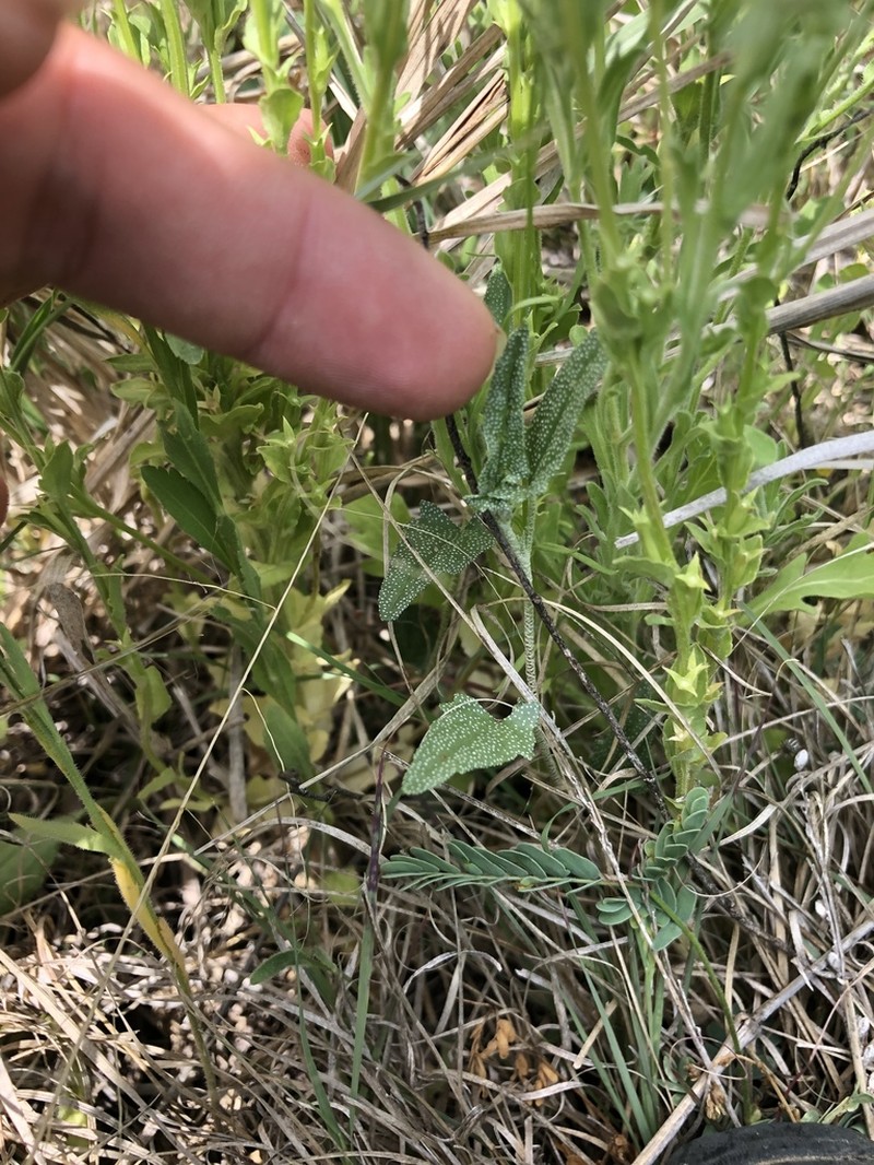 Arrowleaf Mallow photo 7