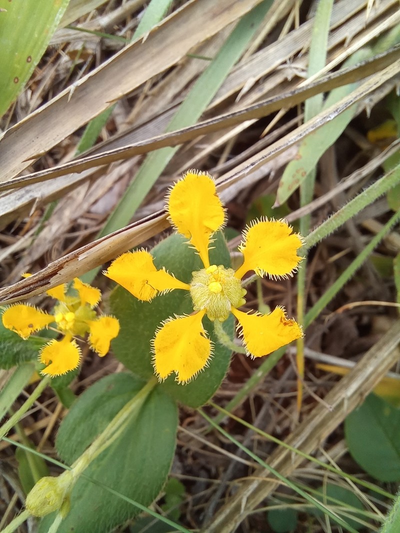Mamedea pulchella