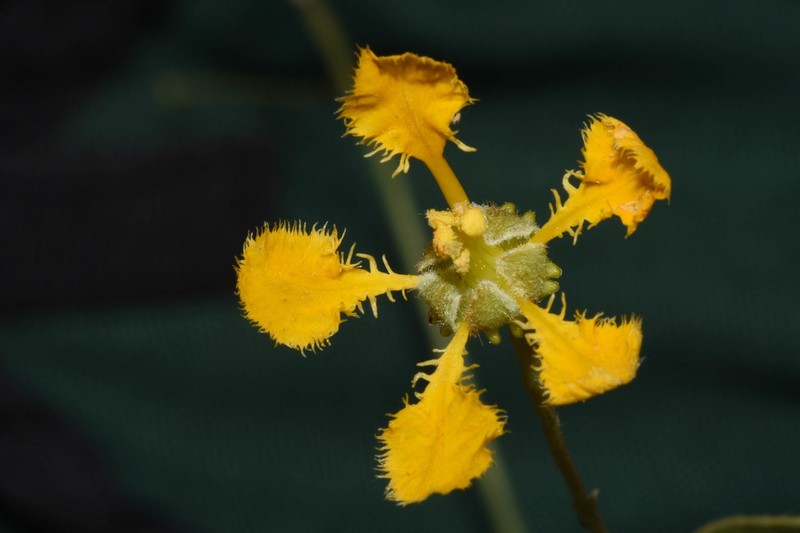 Mamedea pulchella photo 3