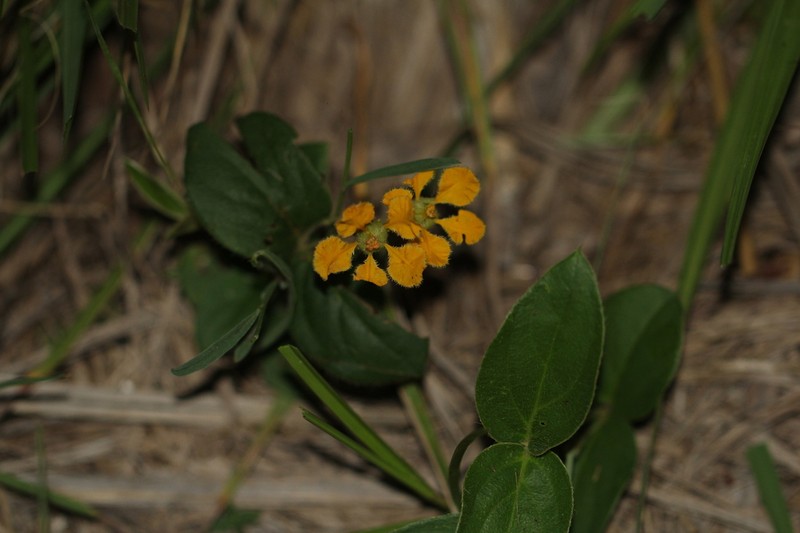 Mamedea pulchella photo 7