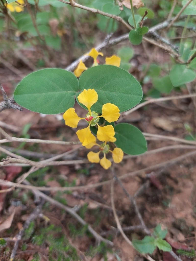 Mamedea sericea