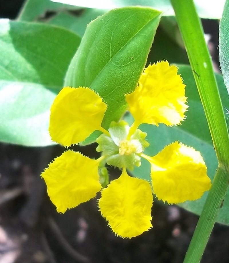 Mamedea sericea photo 2