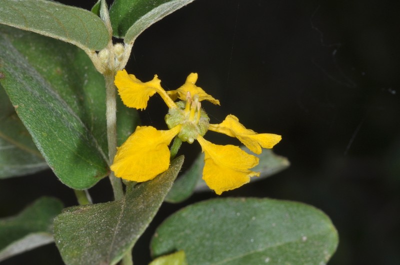 Mamedea sericea photo 6