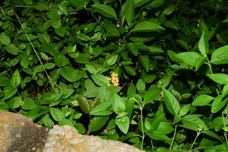 Mamedea sericea photo 7