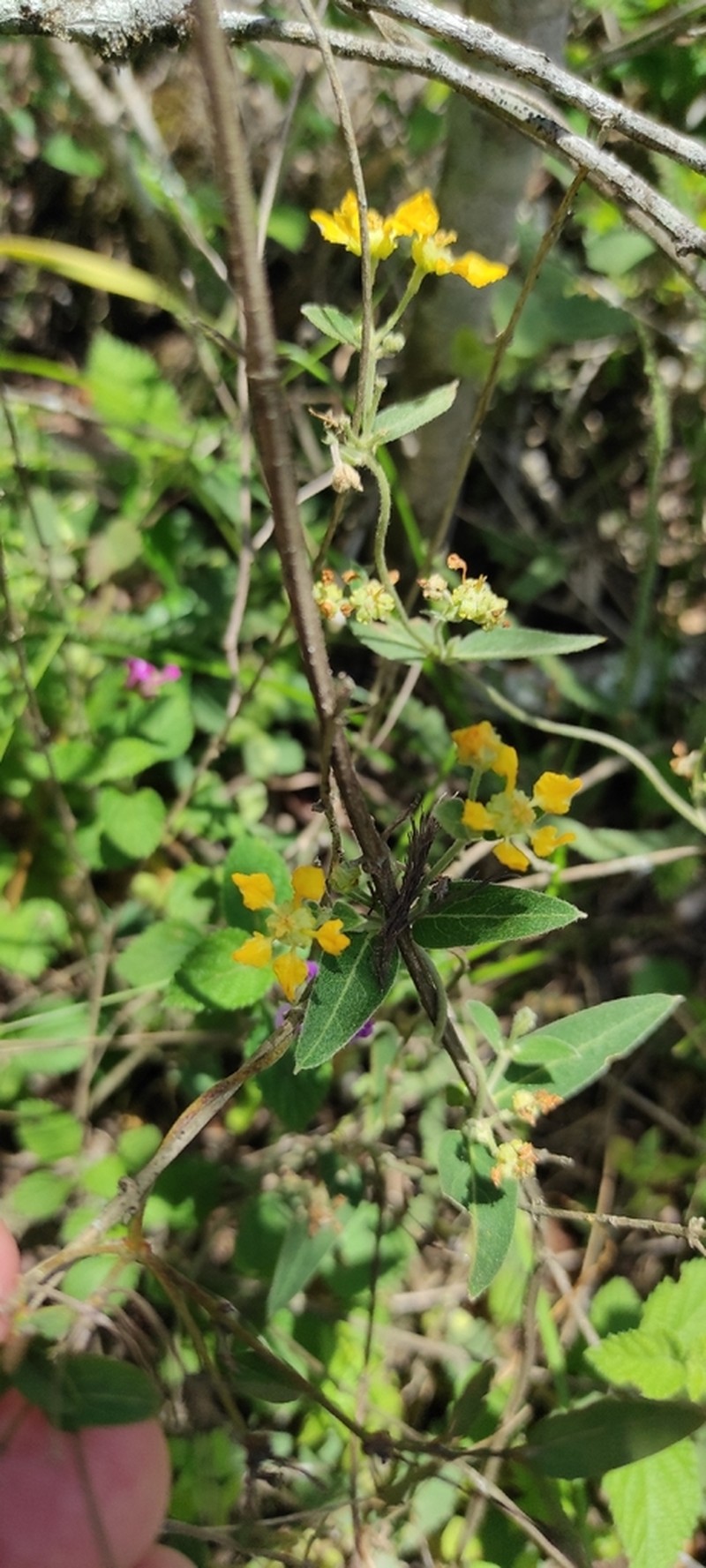 Mamedea uruguariensis