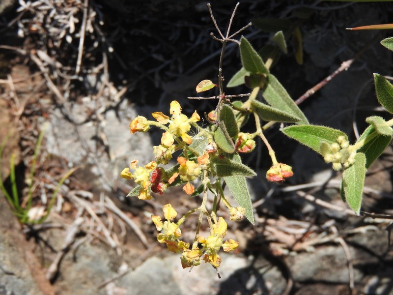 Mamedea uruguariensis photo 2