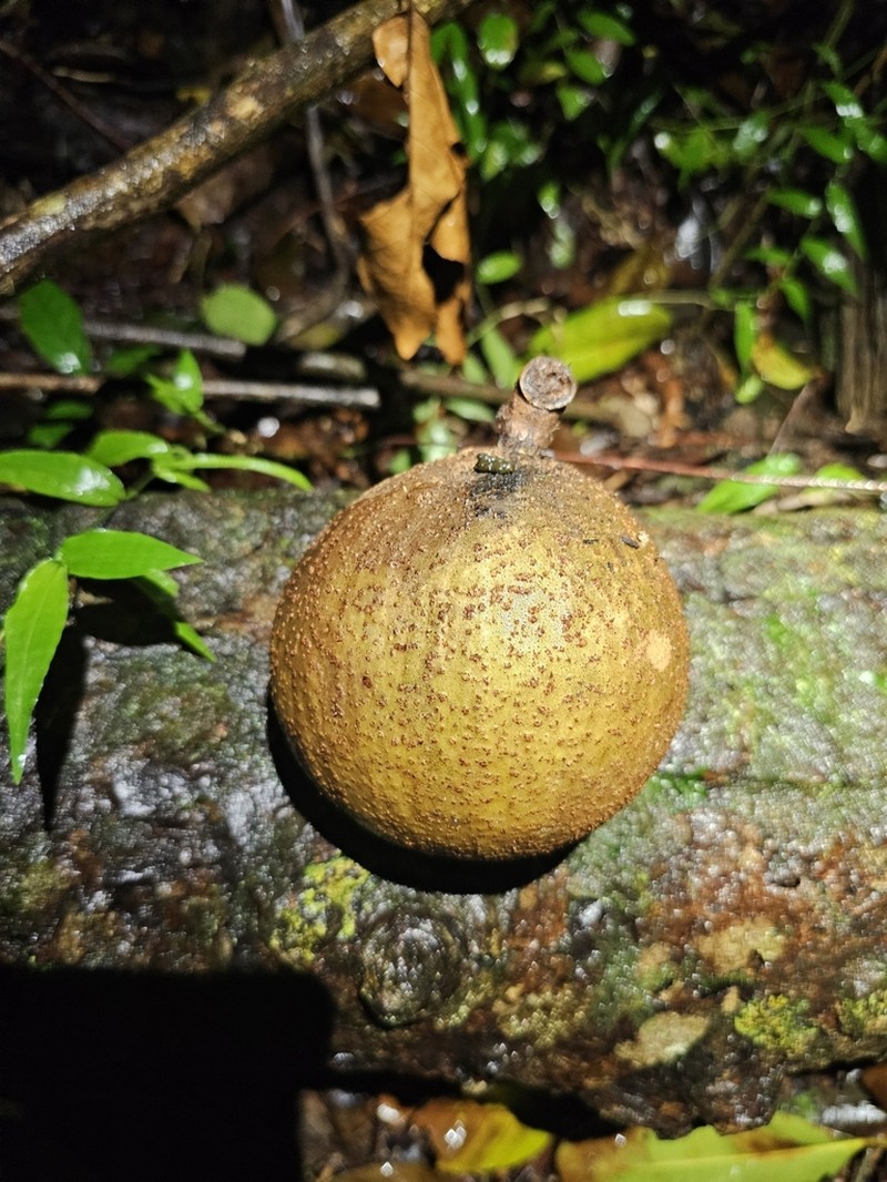 Mammee Apple photo 4