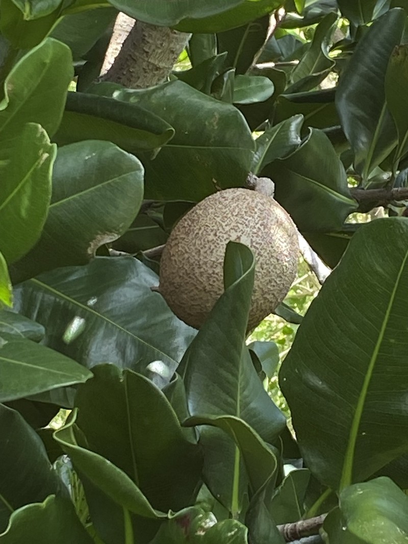 Mammee Apple photo 6