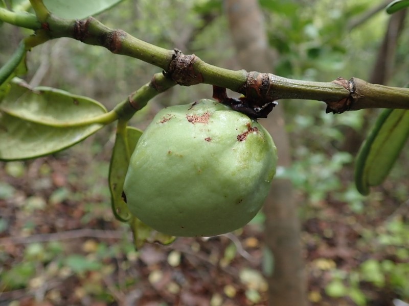 Mammea bongo photo 2