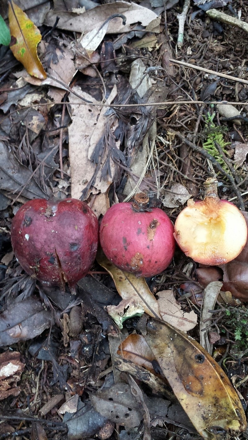 Mammea bongo photo 3