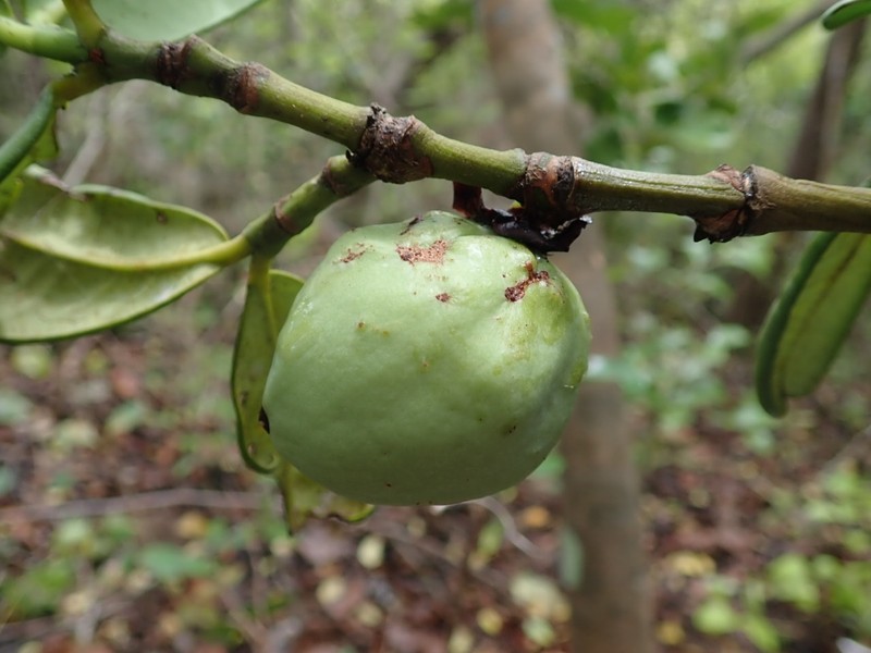 Mammea bongo photo 4