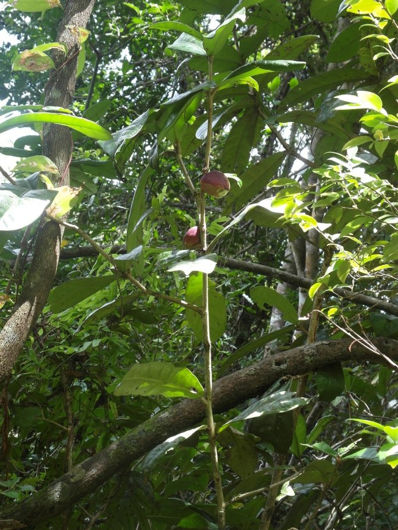 Mammea bongo photo 5