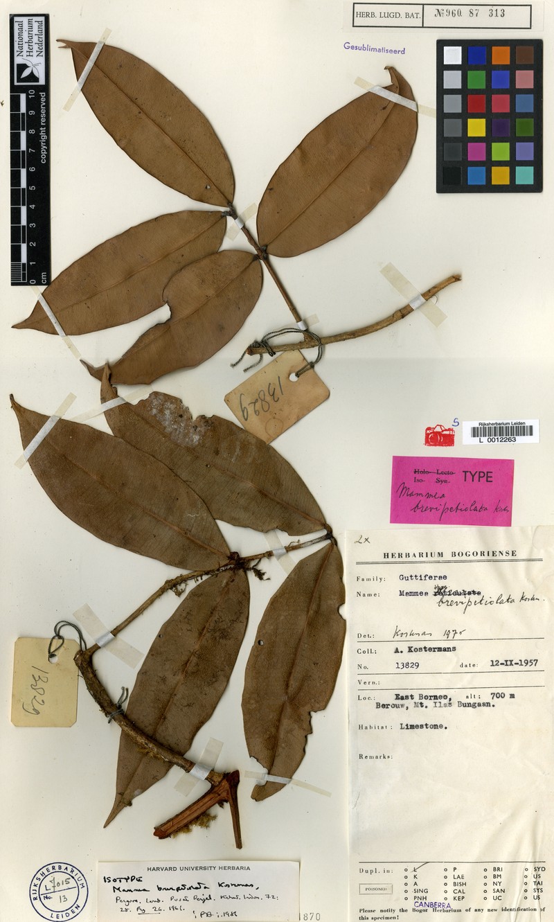 Mammea brevipetiolata