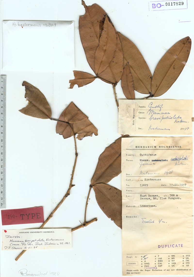 Mammea brevipetiolata photo 2