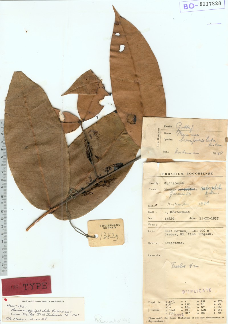 Mammea brevipetiolata photo 3