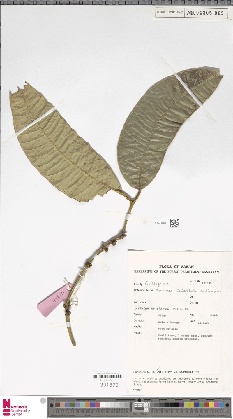 Mammea calciphila