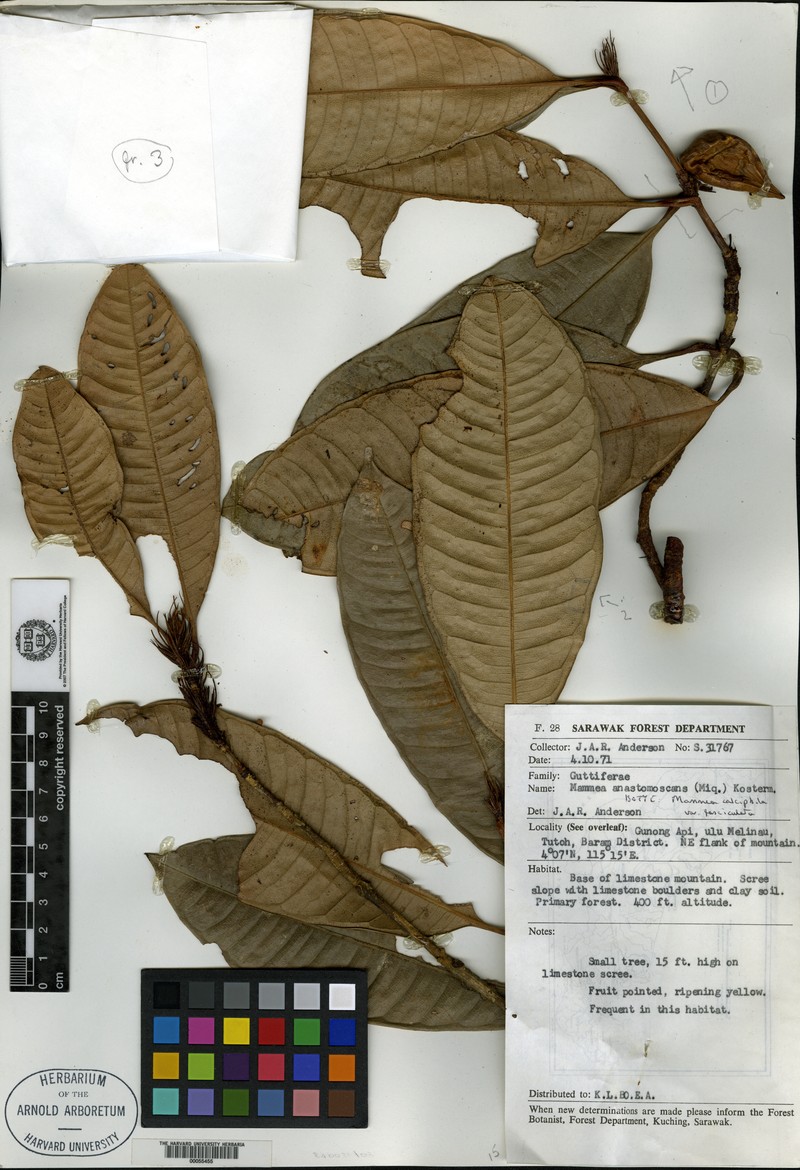 Mammea calciphila var. fasciculata
