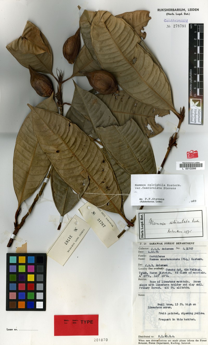 Mammea calciphila var. fasciculata photo 2