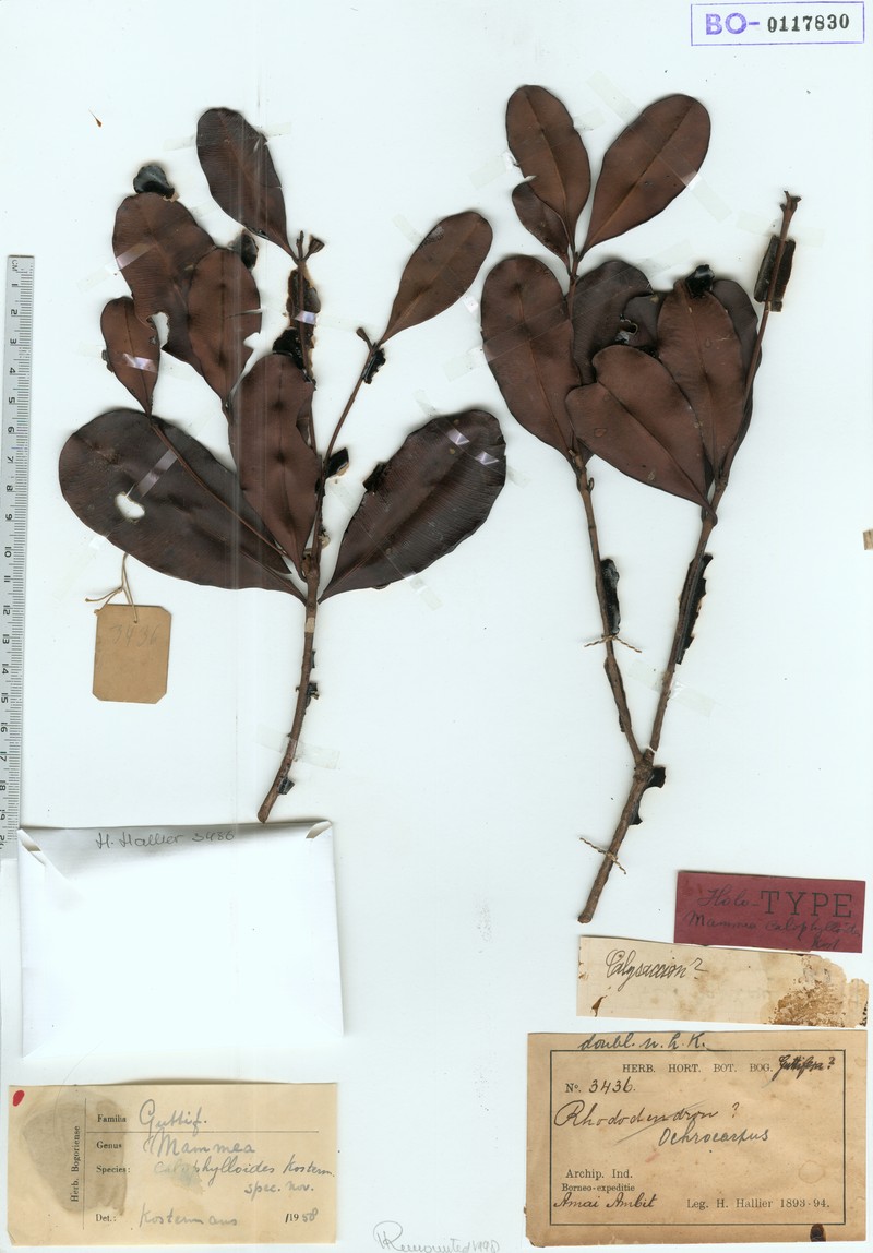 Mammea calophylloides