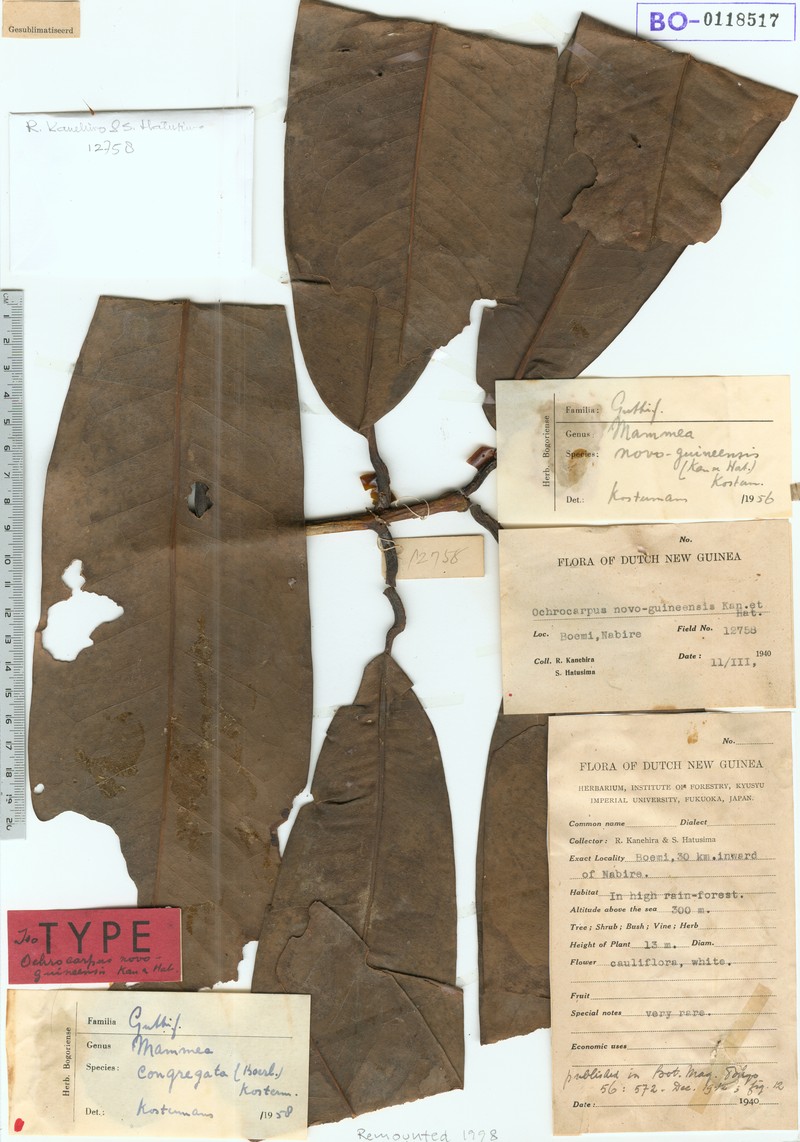 Mammea congregata