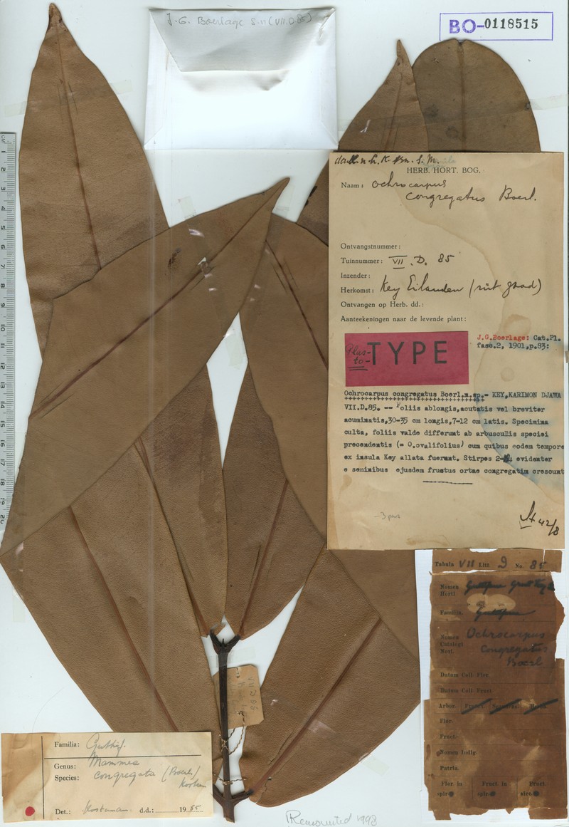 Mammea congregata photo 2