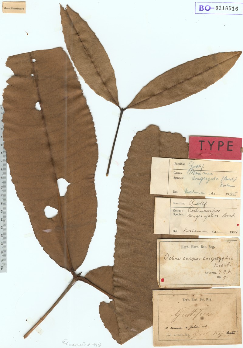 Mammea congregata photo 3